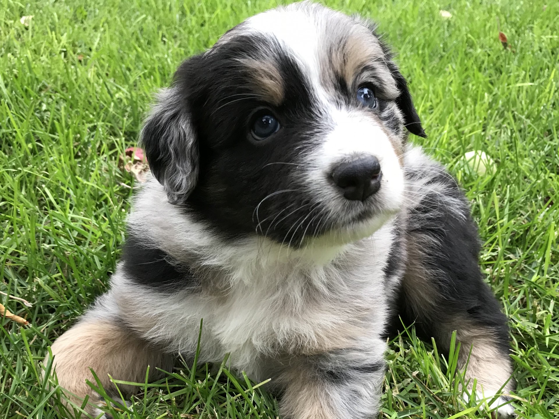 Registered Australian Shepherd Puppy