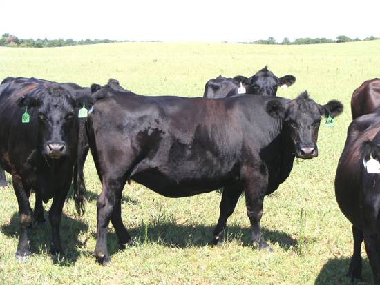 90 - Angus, Angus Plus, & Brangus Cows - Northwest Oklahoma