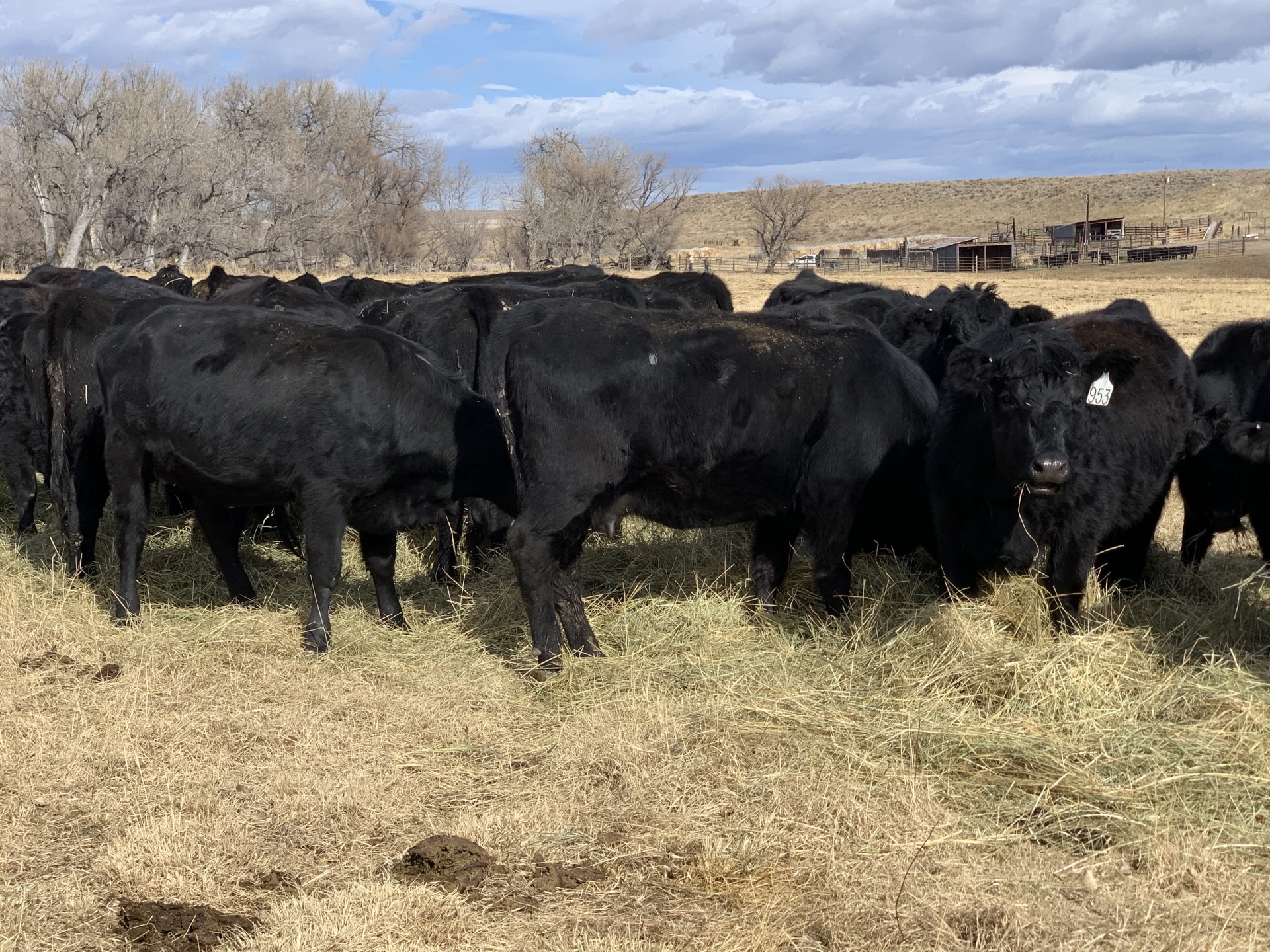 65 - Angus 1st Calf Heifer Pairs - Southeast Wyoming