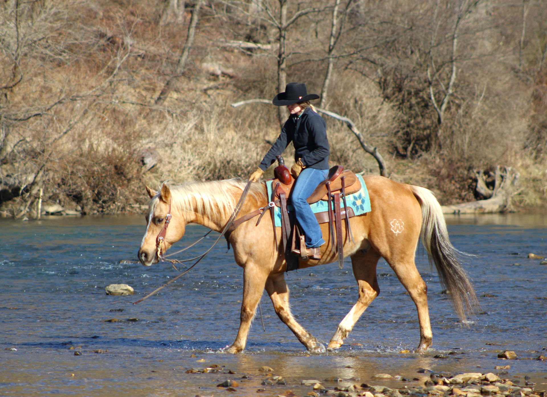 Cadillac - 10 Yr old 15hh Palomino AQHA Gelding - Nice Stocky Built ...