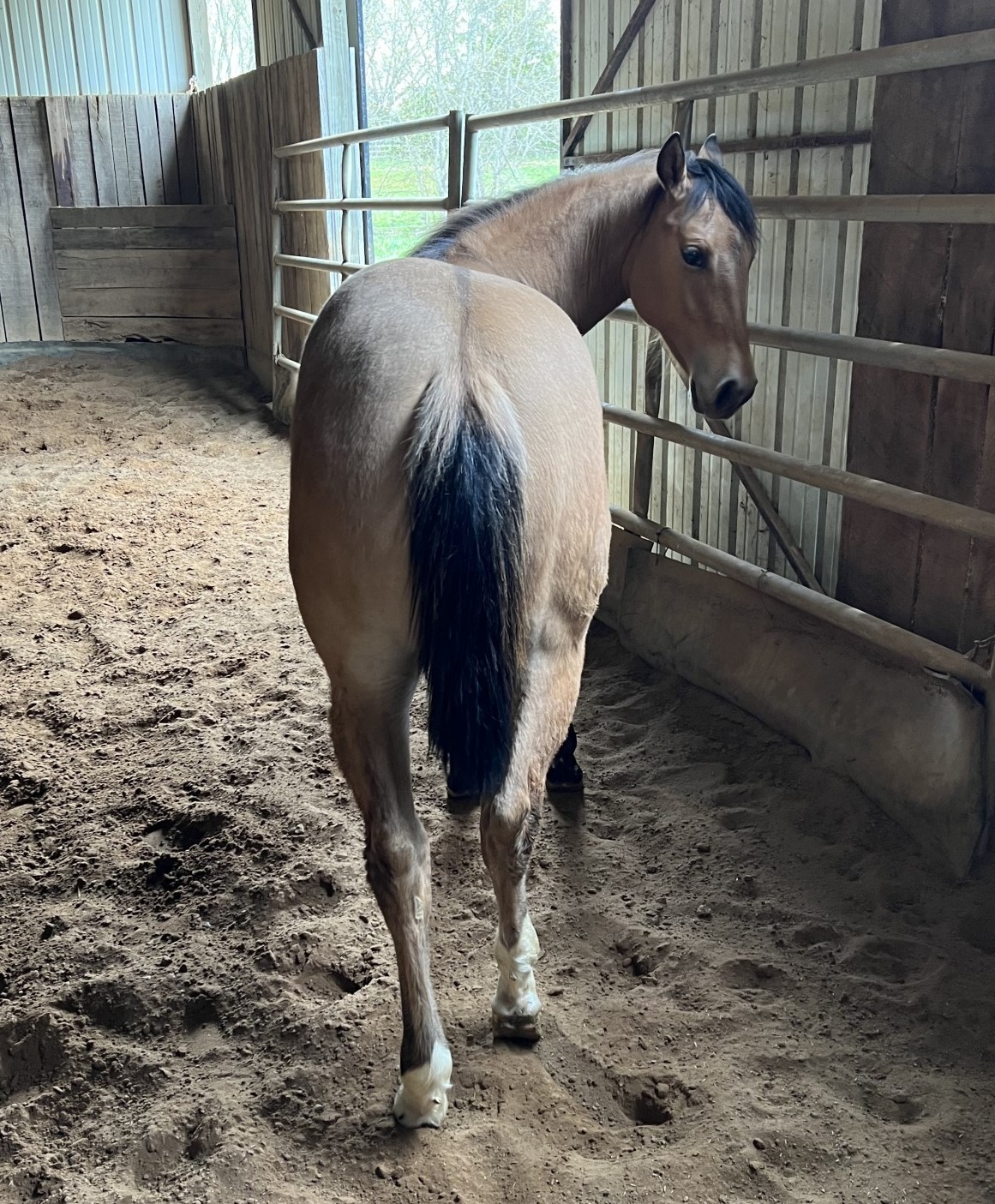 AQHA Dun Filly