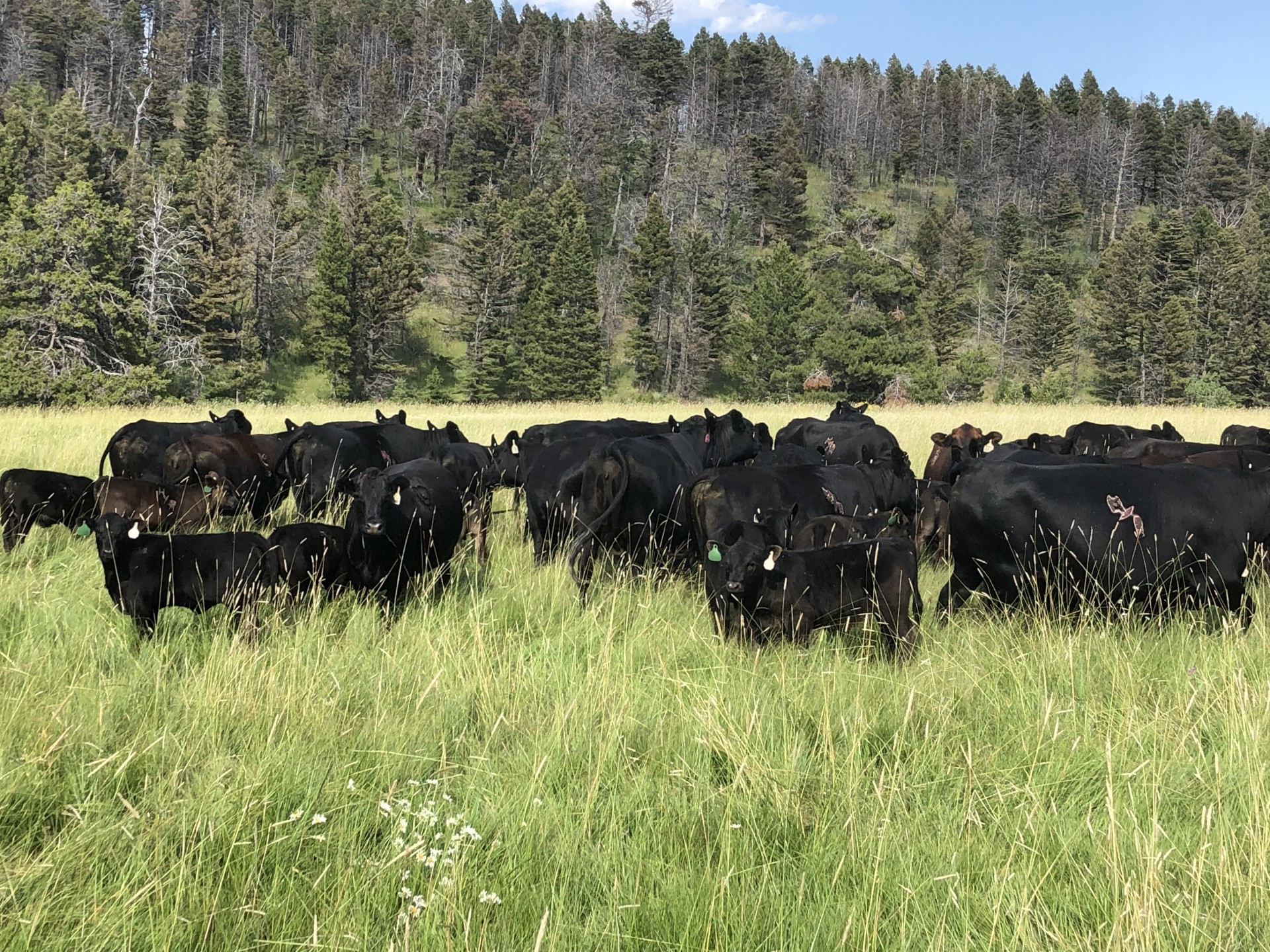 33 - High Altitude Crossbred Angus - Montana