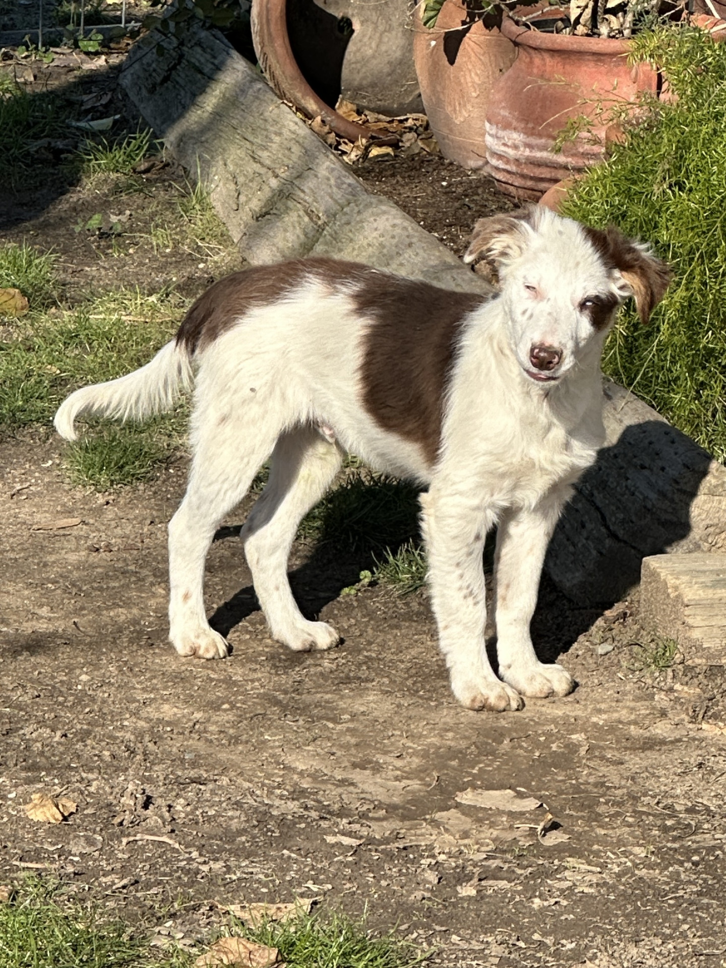 Chubs-male Border collie