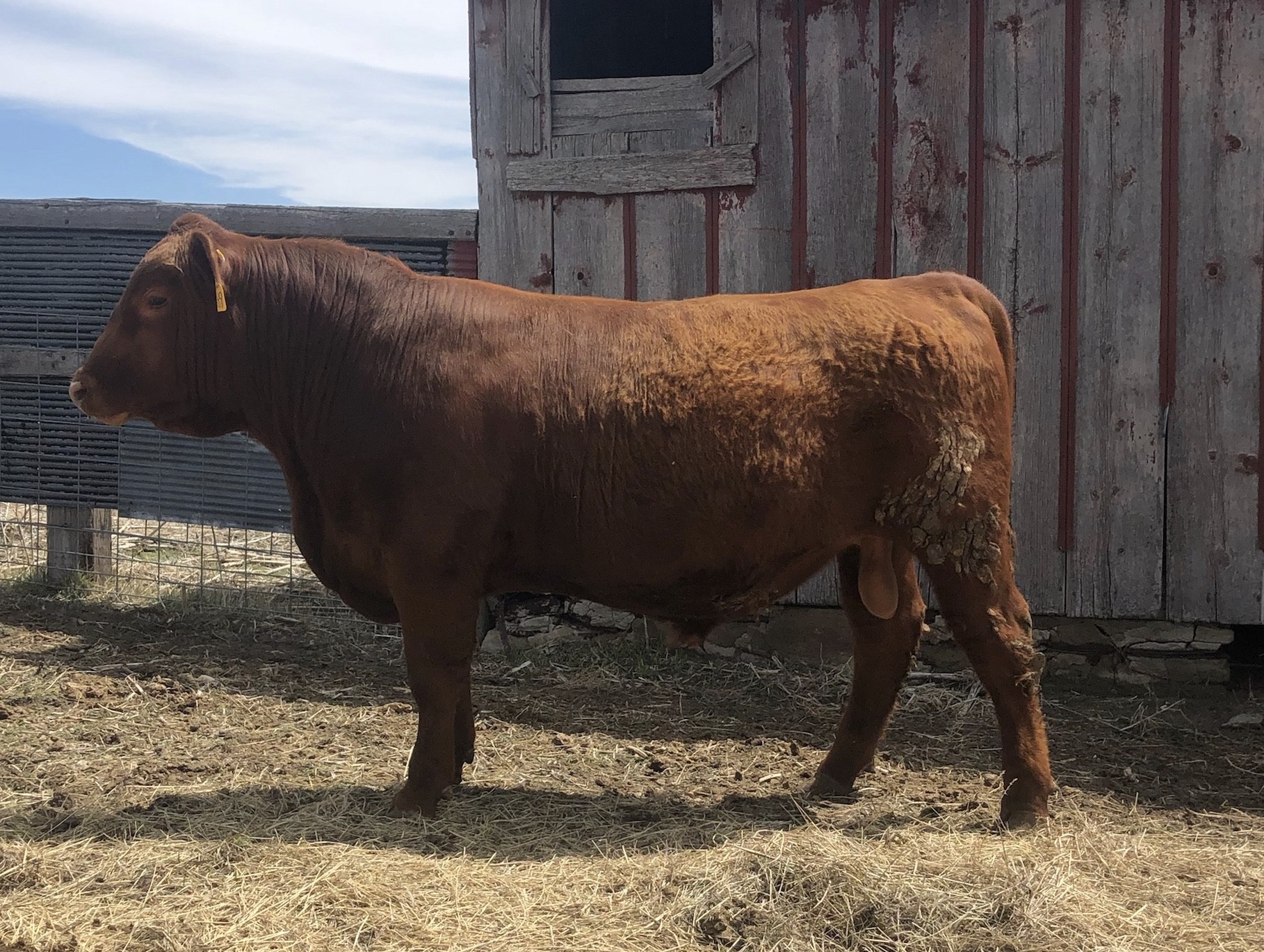 4- Registered Red Angus Yearling Bulls - Nebraska