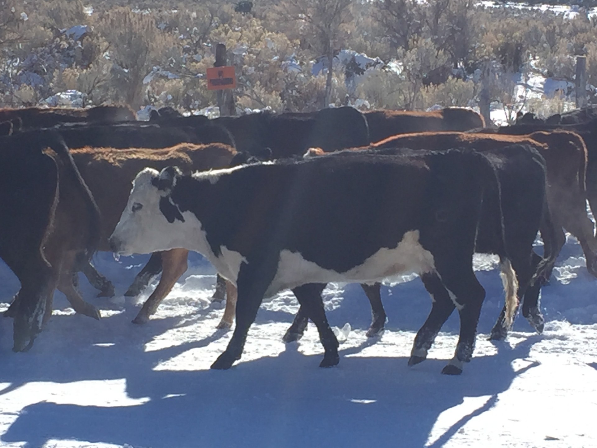 350 - Fall Bred Cows - Utah