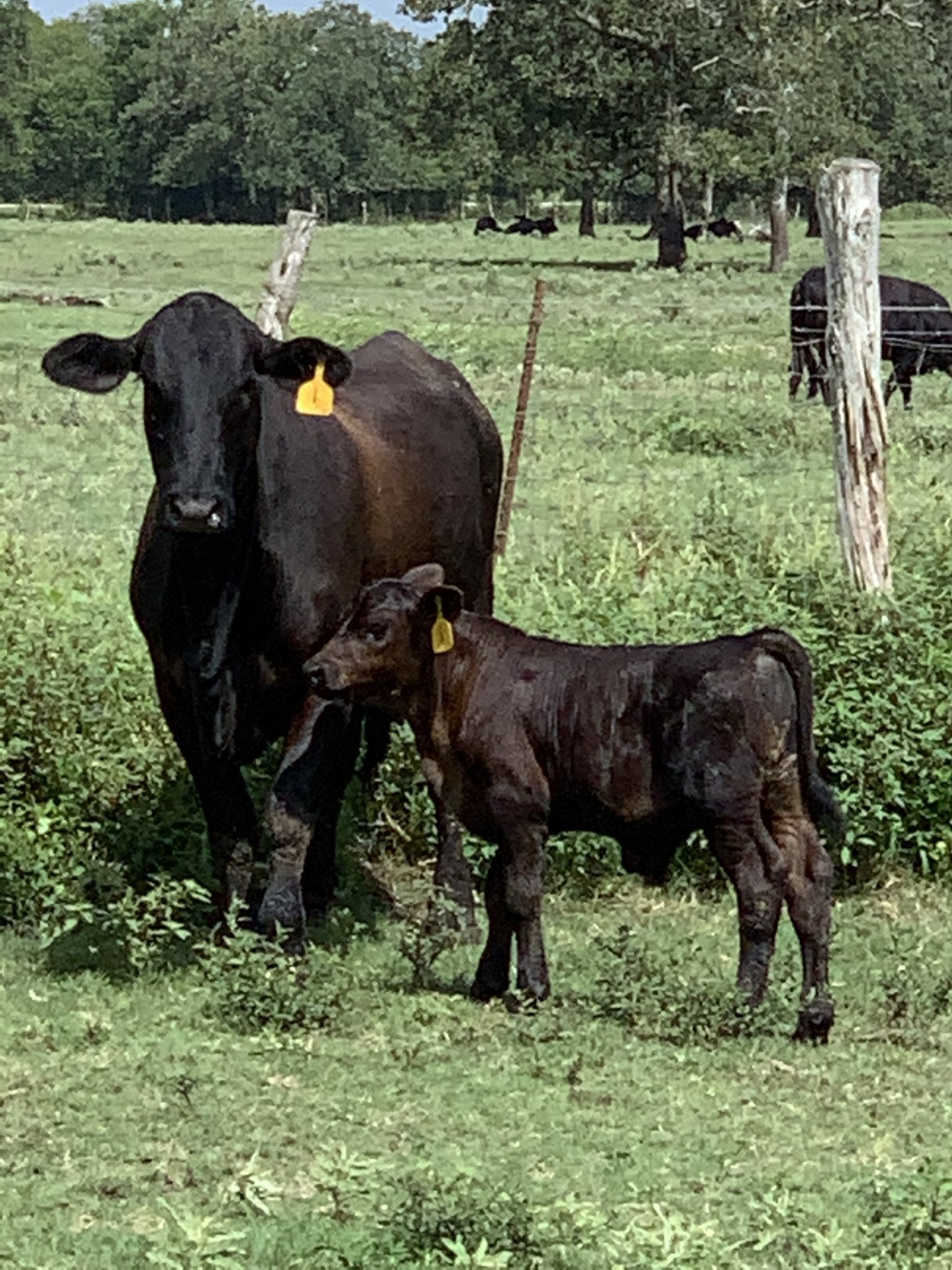 16 Brangus First Calf Pairs Texas