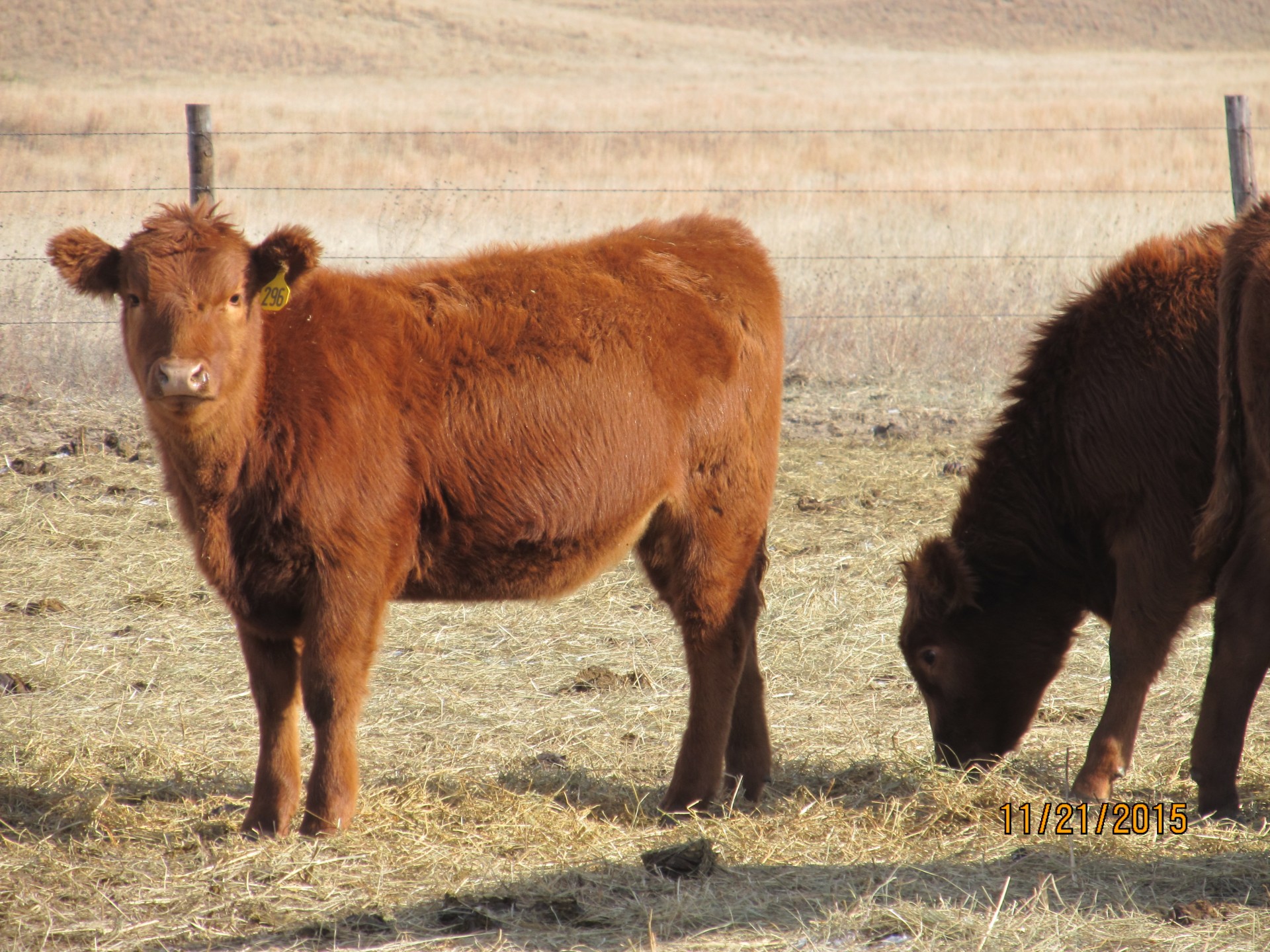 55+ - Fancy Red Angus Heifer Calves - Nebraska