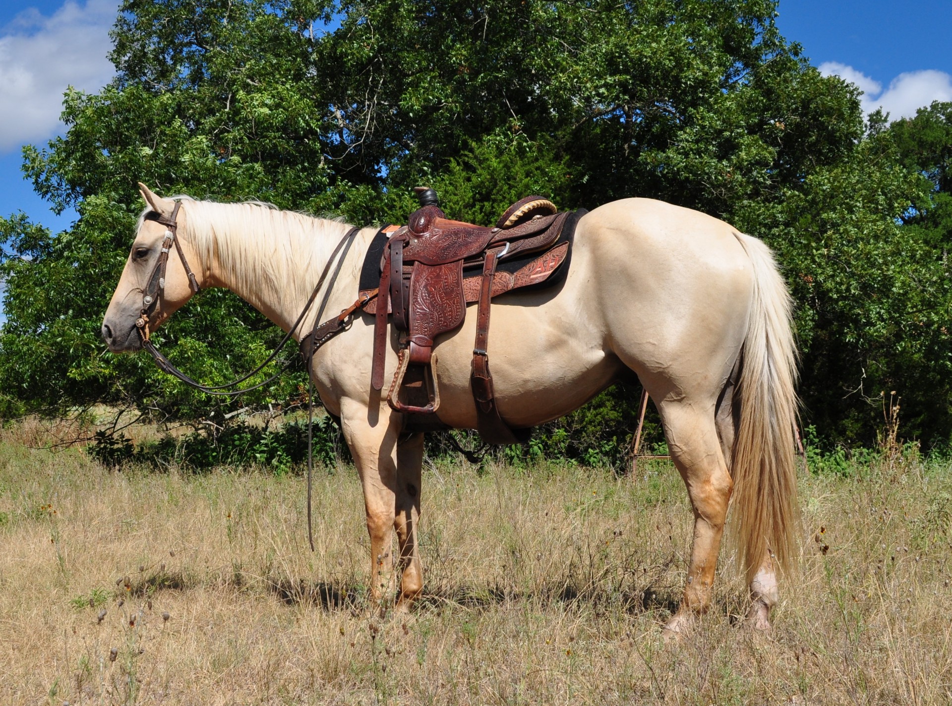 5 Year Old AQHA Palomino Ranch Gelding