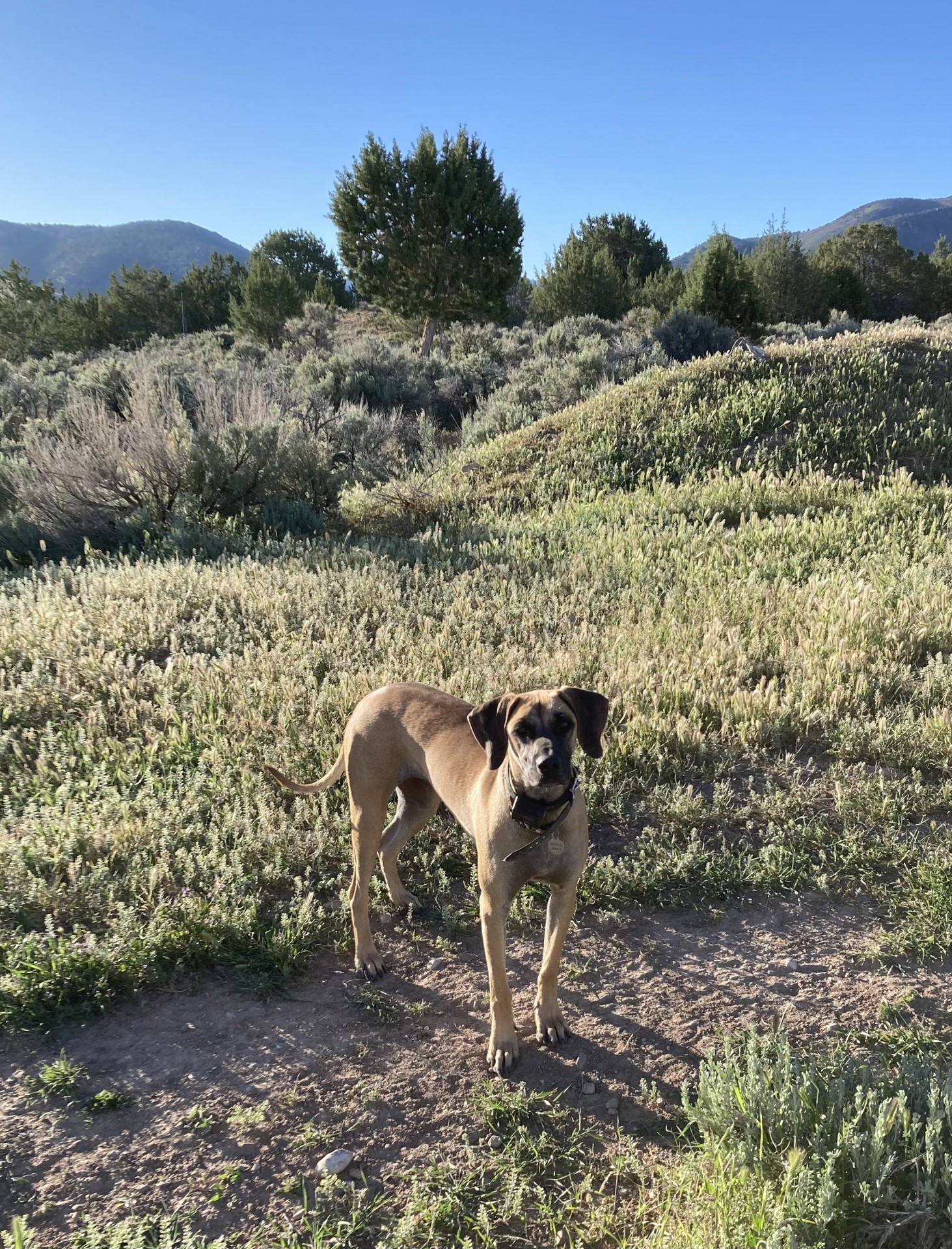 1 1/2 year old Female Black Mouth Cur