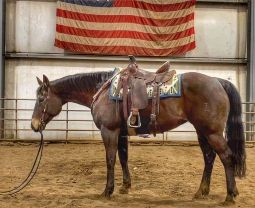 HR PROFITS COWGIRL – 2016 AQHA Buckskin Mare x Profit Power x Profit ...