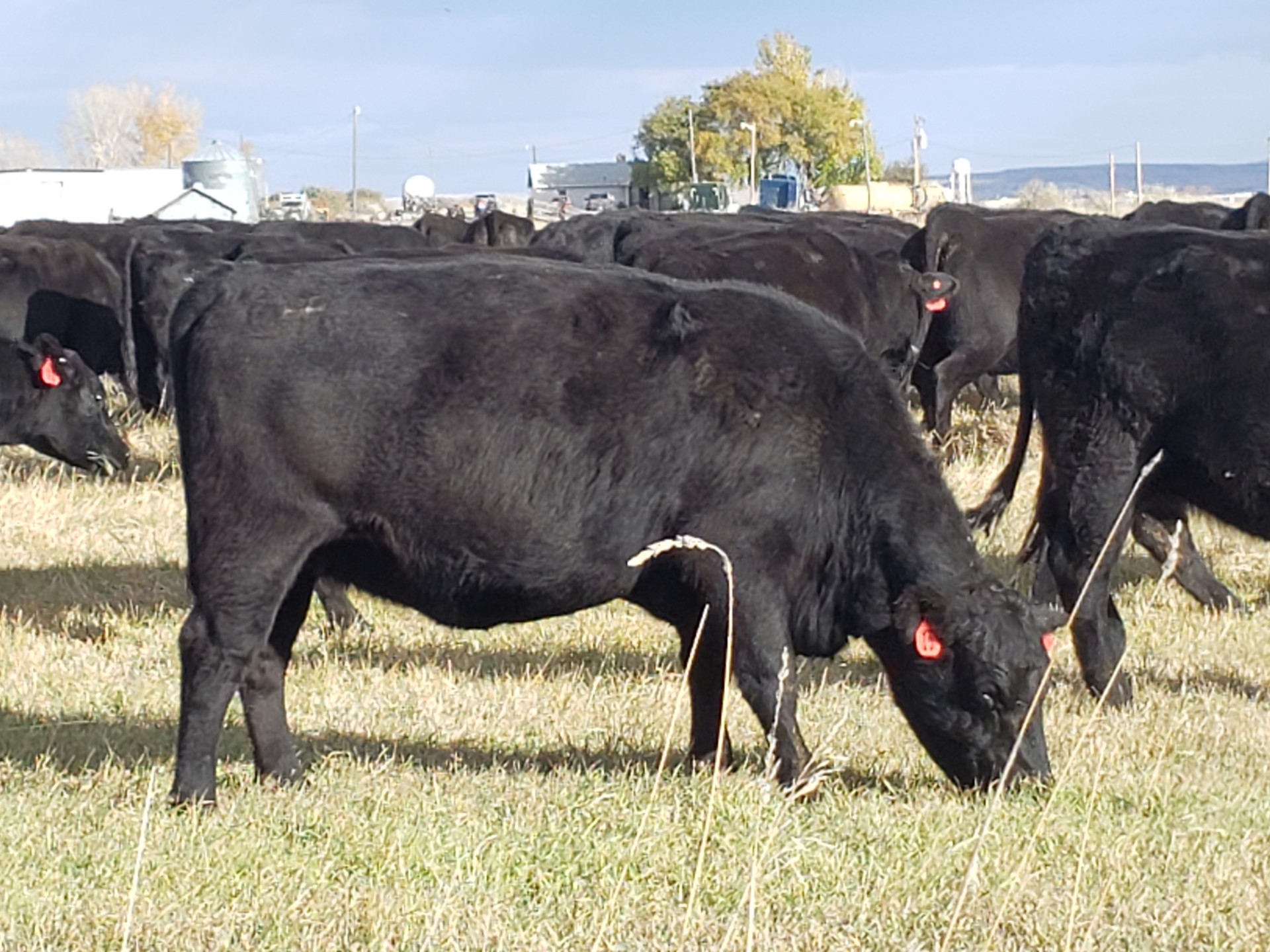 140 - FANCY 3-4 Year Old Bred Black Angus Cows - Wyoming