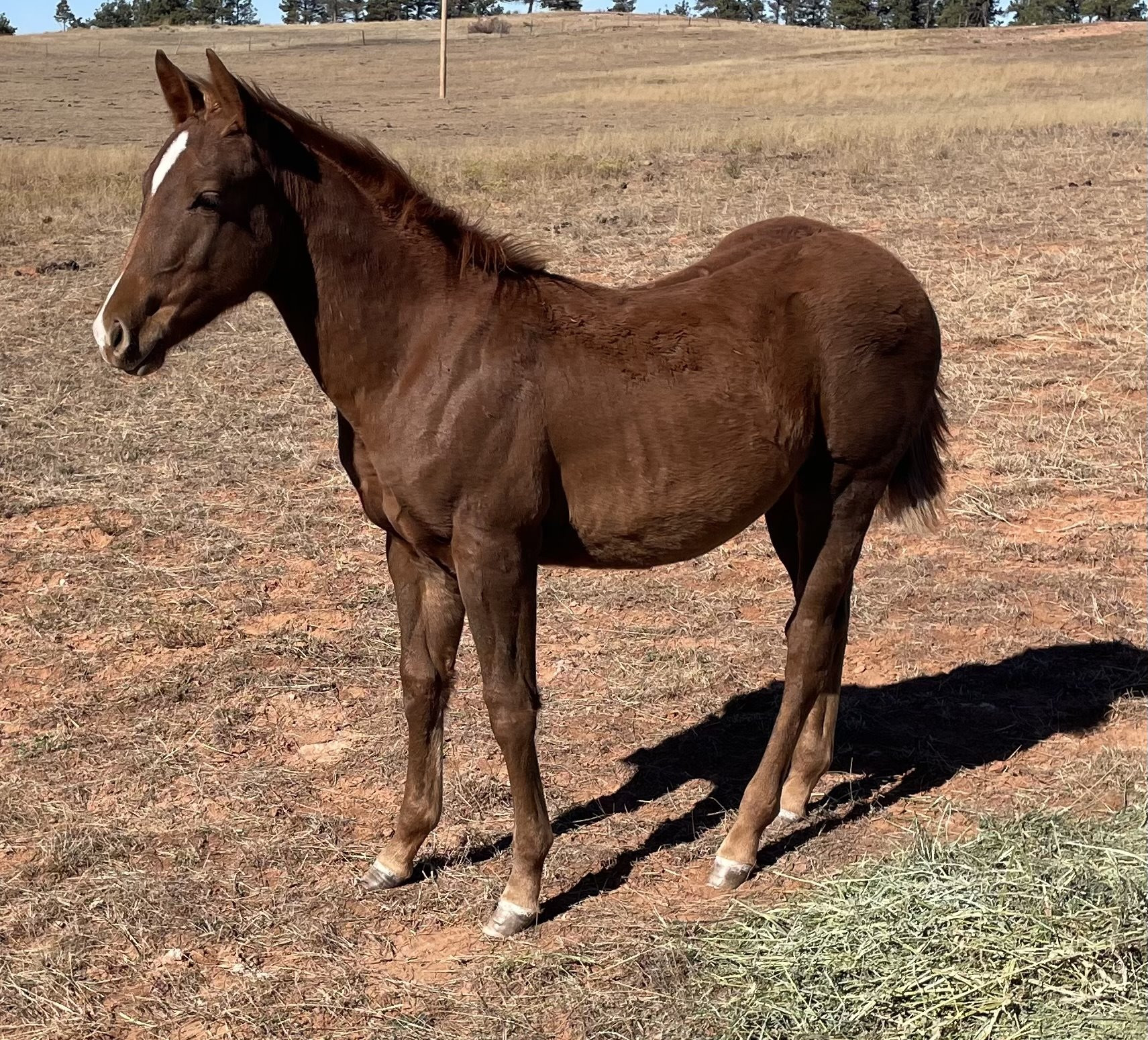 2024 AQHA APPLICATION Sorrel Colt x Whoze Your Daddy x Paddys Irish