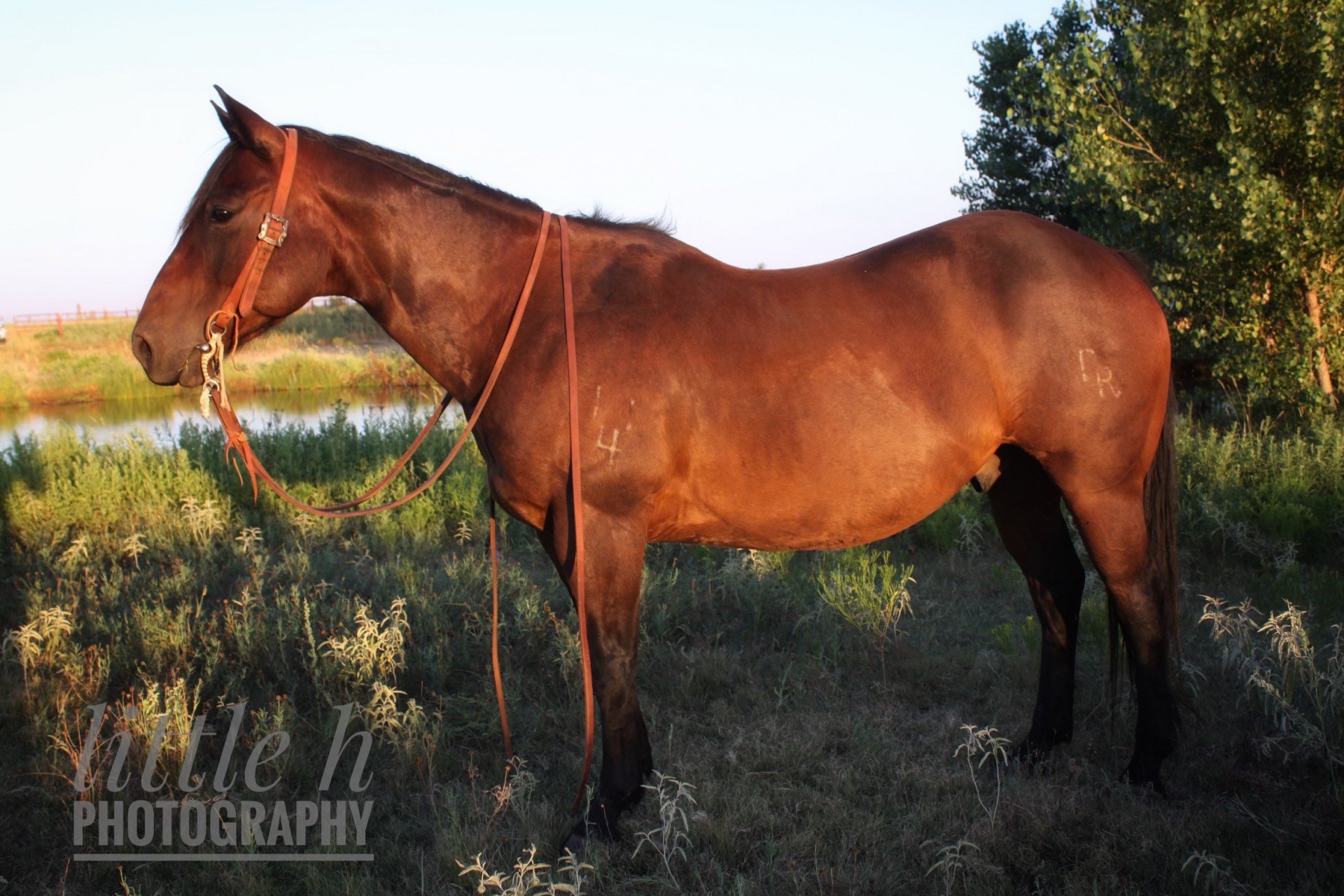 2010 AQHA Gelding