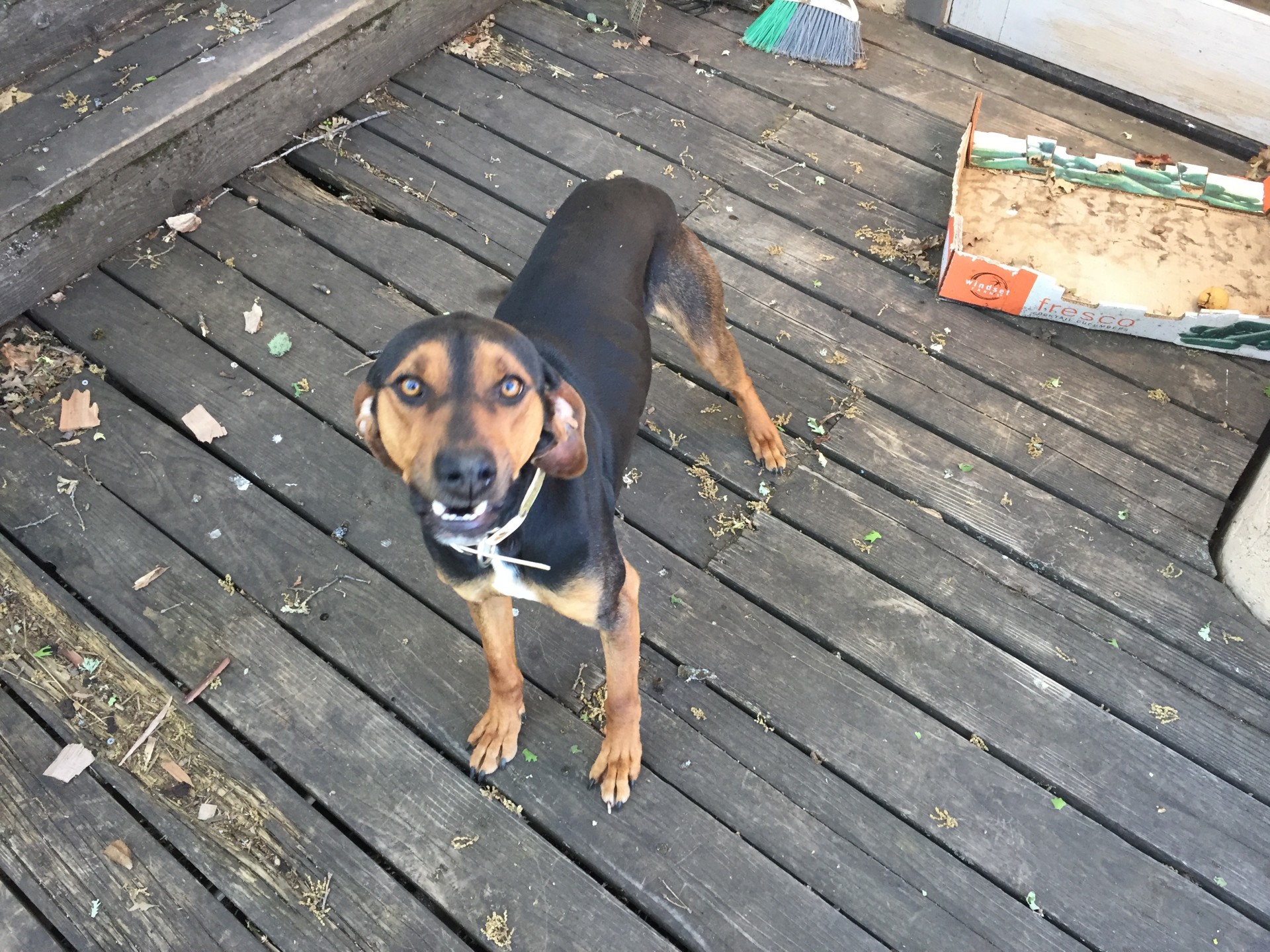 Catahoula Hound Cross