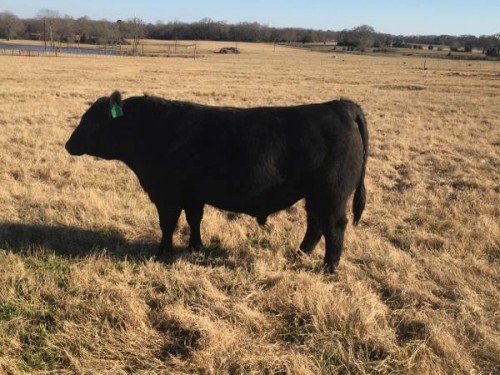 5 Gentle Easy Calving Reg Angus Bulls Out Of Ai Sires Texas 0607