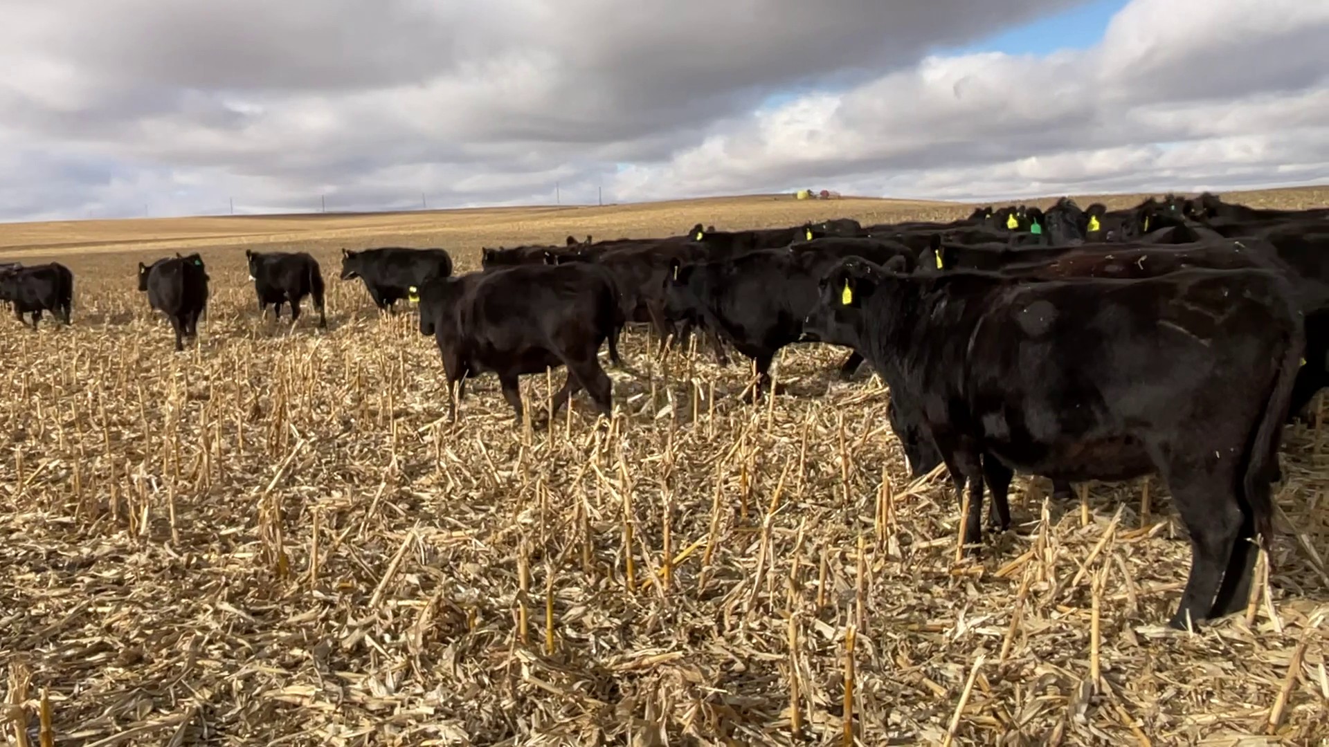 70 - 3 Yr Old Black Angus Bred Cows - Nebraska