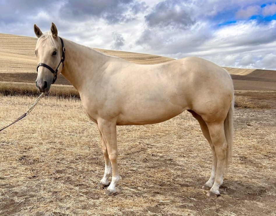 SIOUX SHINE YOUR GUN 2020 AQHA Palomino Mare x KR Gun Powder x