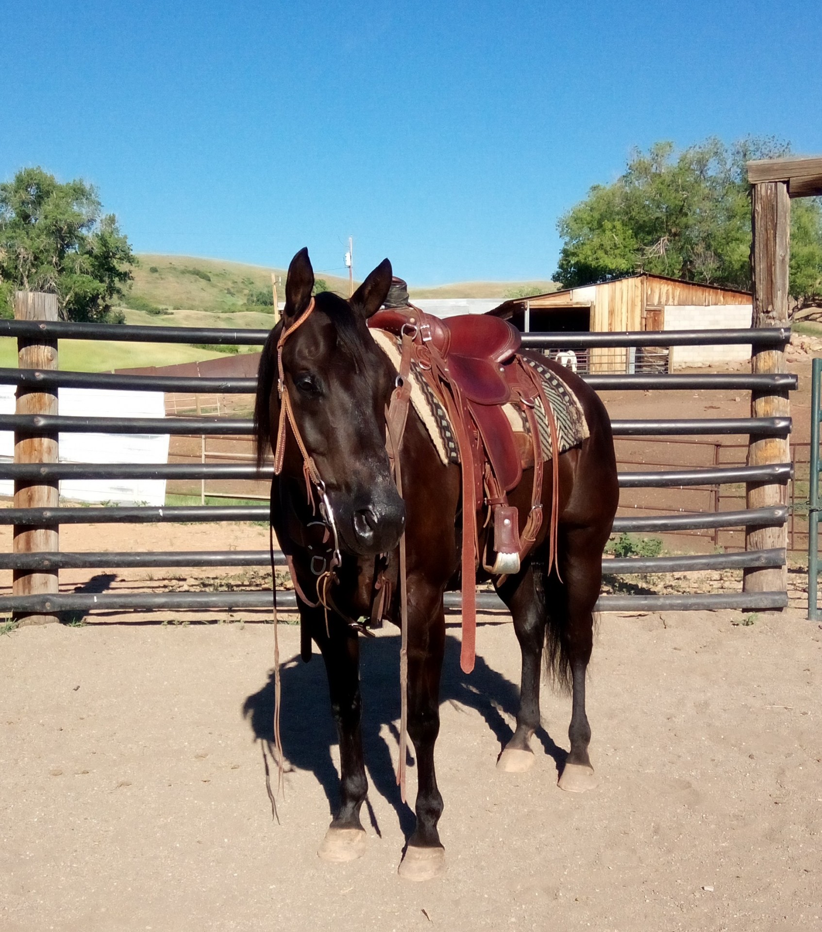 Casino - 11 year old AQHA black gelding