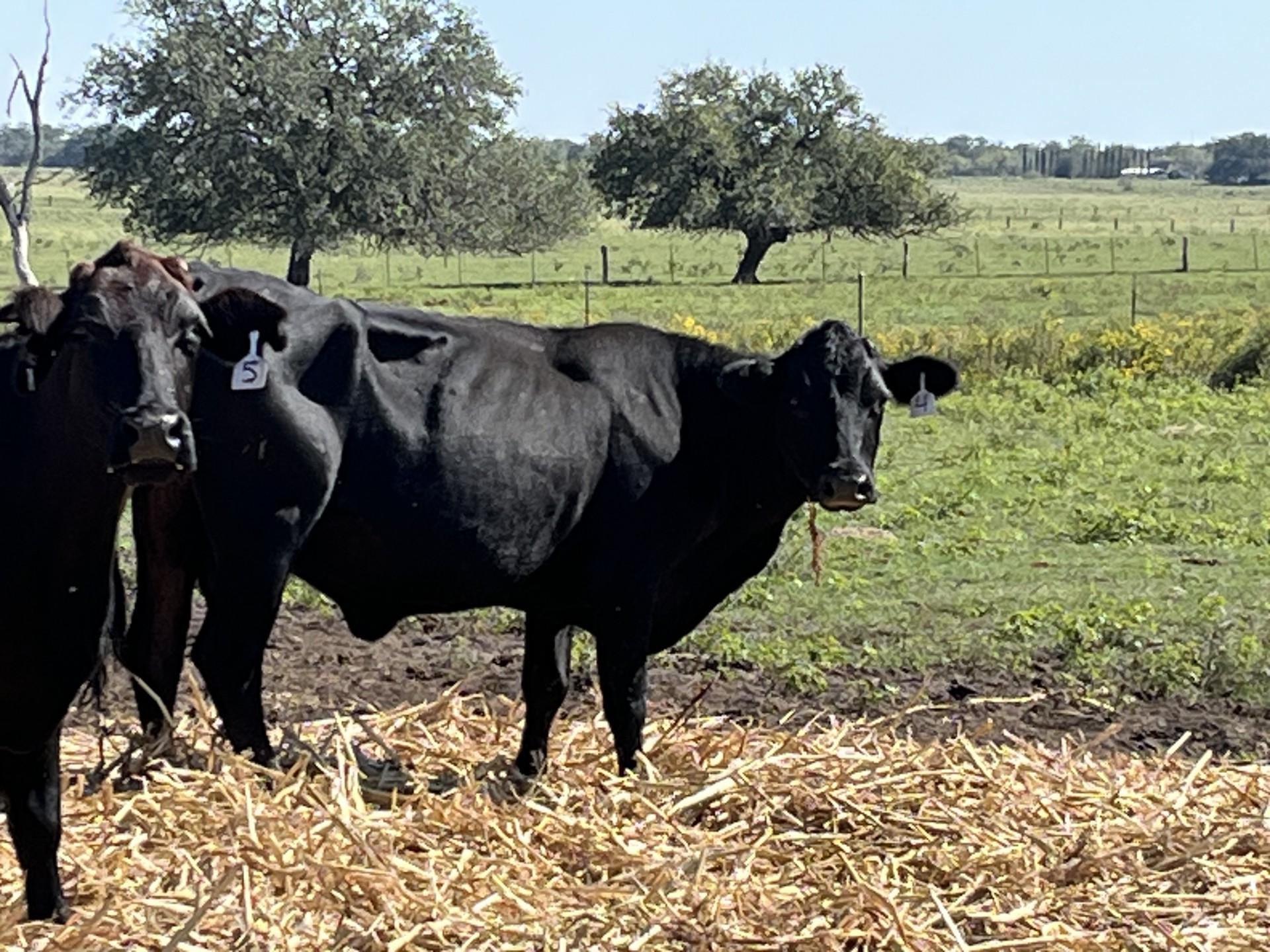 40 - Bred Brangus Cows - Texas