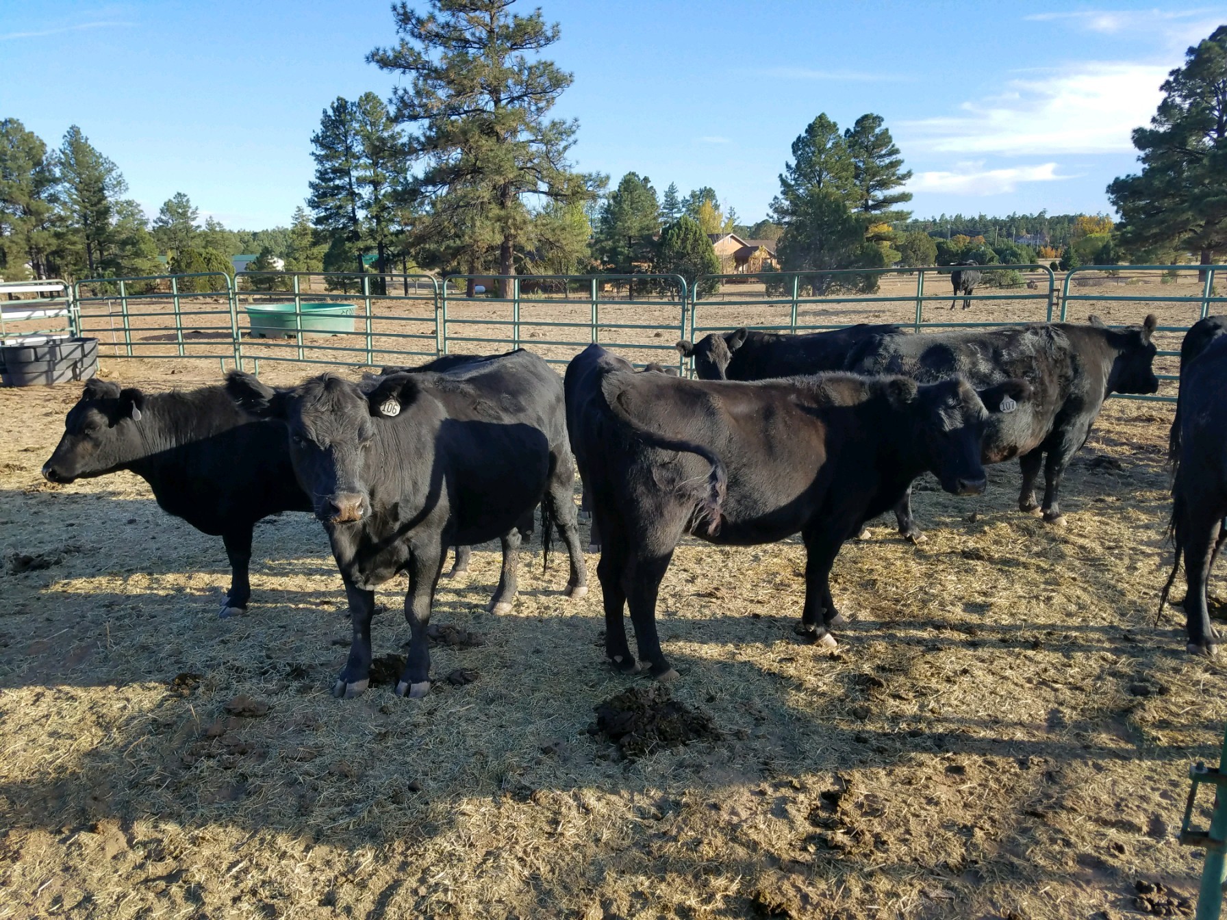 18 - Bred Black Angus Cows - Arizona