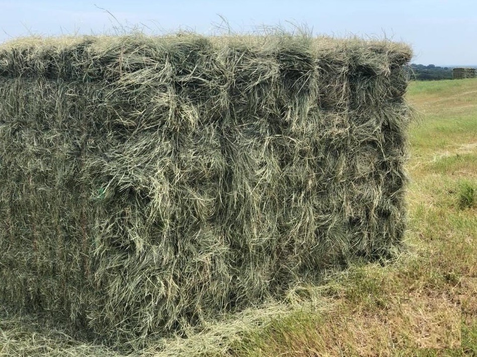 20,000 Bales - Premium Horse Quality Coastal Hay - Texas