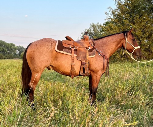 CISCO - 2015 GRADE Quarter Horse Dun Roan Gelding