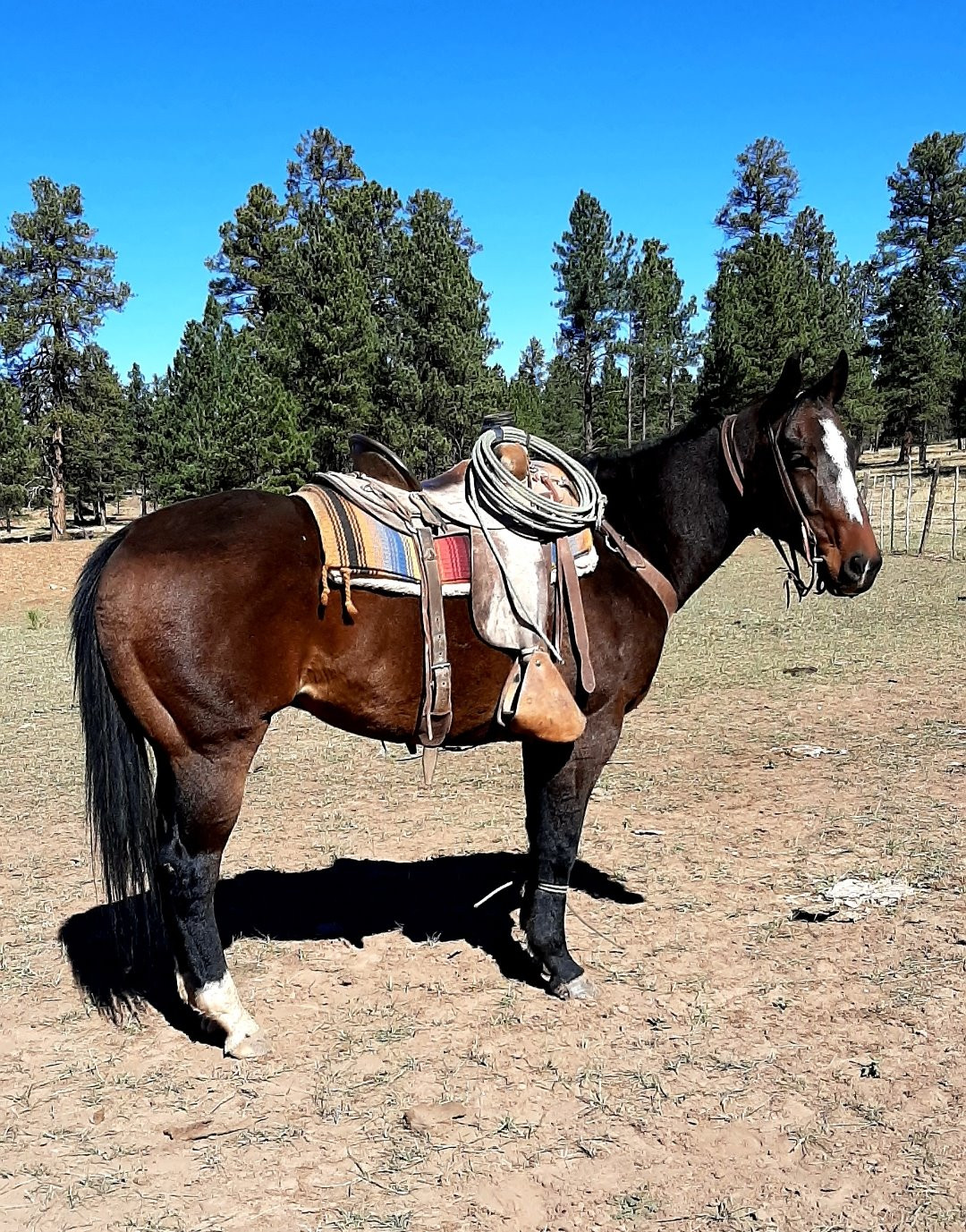 SHINER – 2015 GRADE Brown Quarter Horse Gelding!