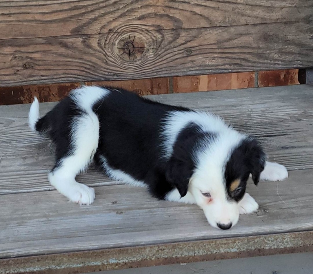 Abca border 2024 collie puppies