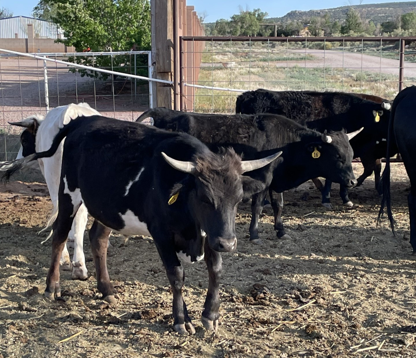 10 - Fresh Never Roped Corriente Cattle - New Mexico