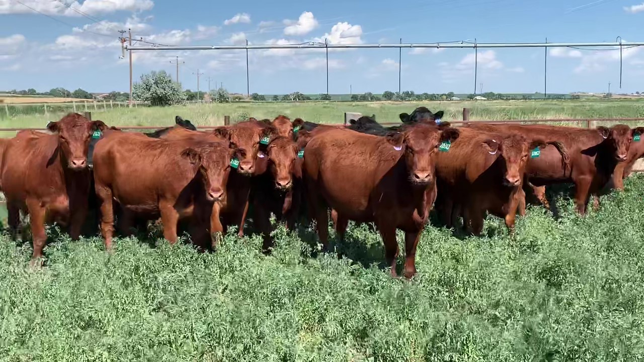 19 - Coming 2 Yr Old Red Angus Bred Heifers - Nebraska