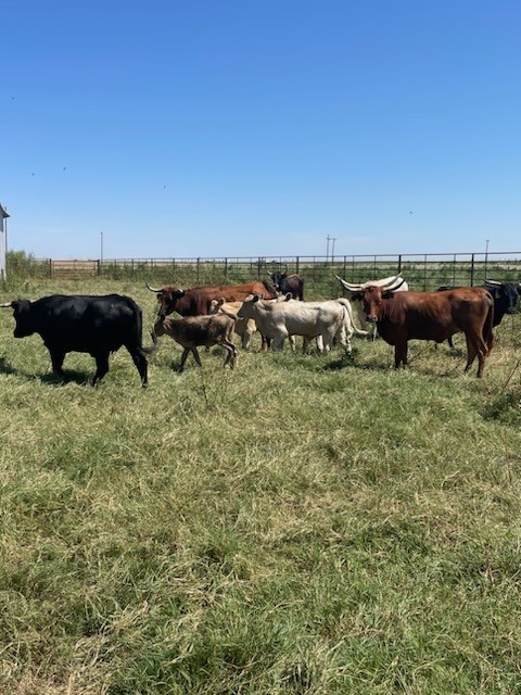 25 Corriente cows for sale - Oklahoma