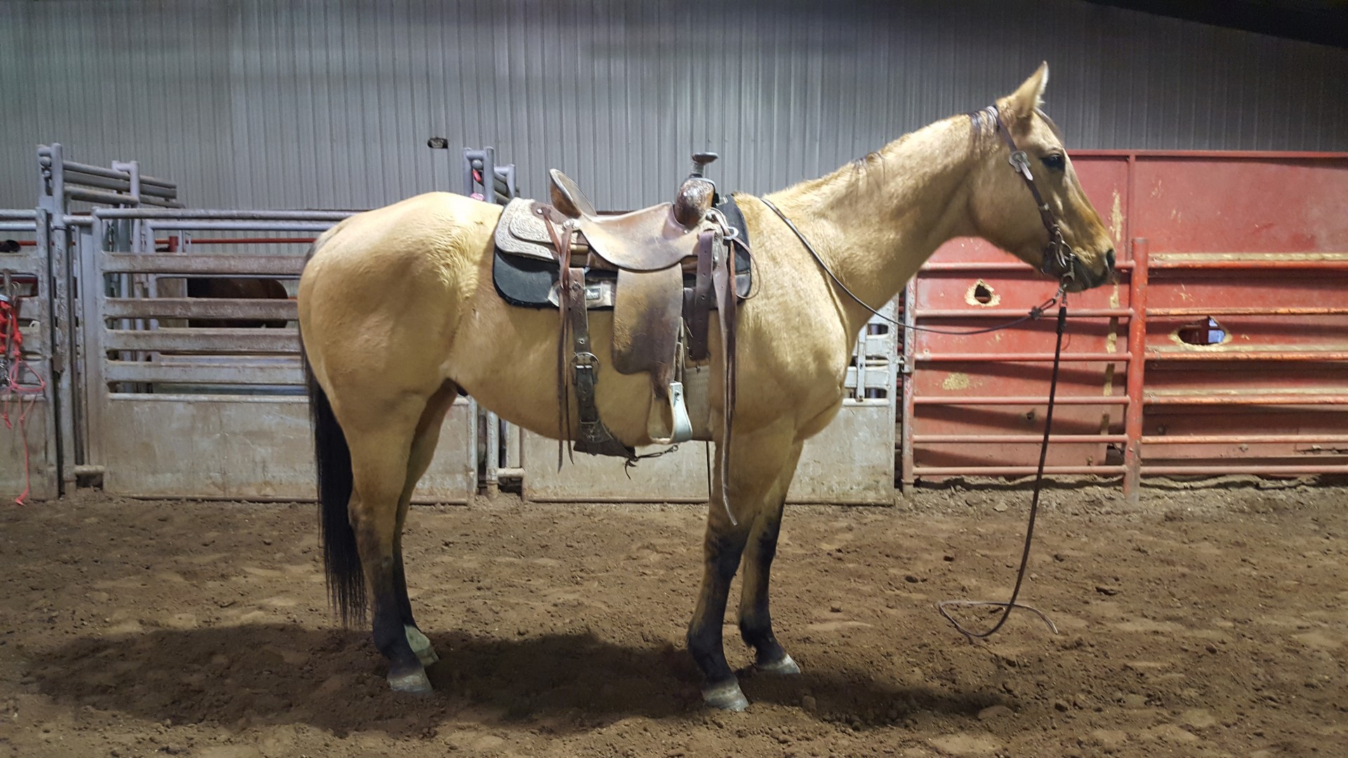 13 Year Old All-Around Gelding