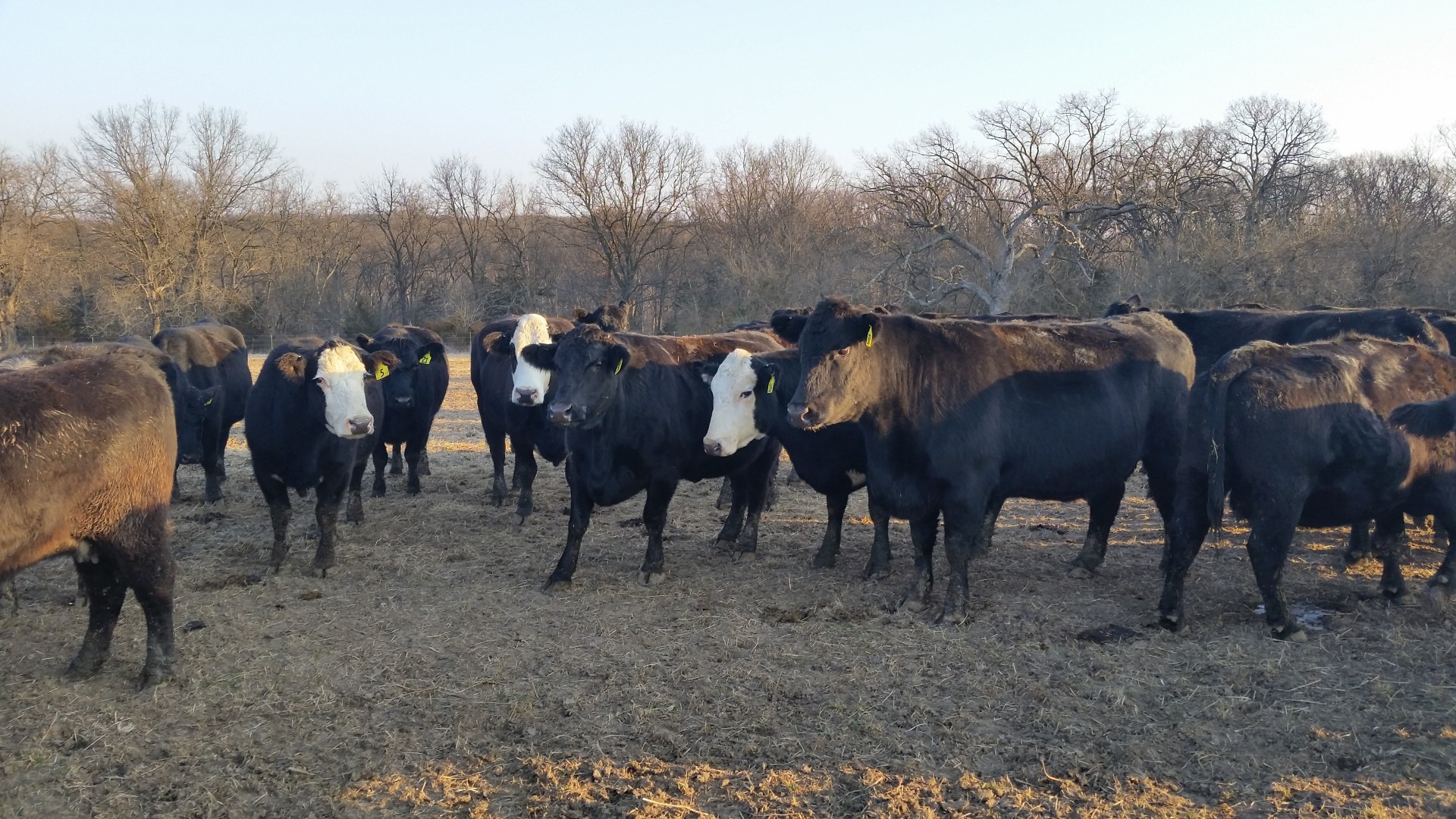 40 - Bred Cows