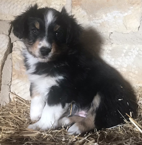 AKC Austrian Shepard Puppies