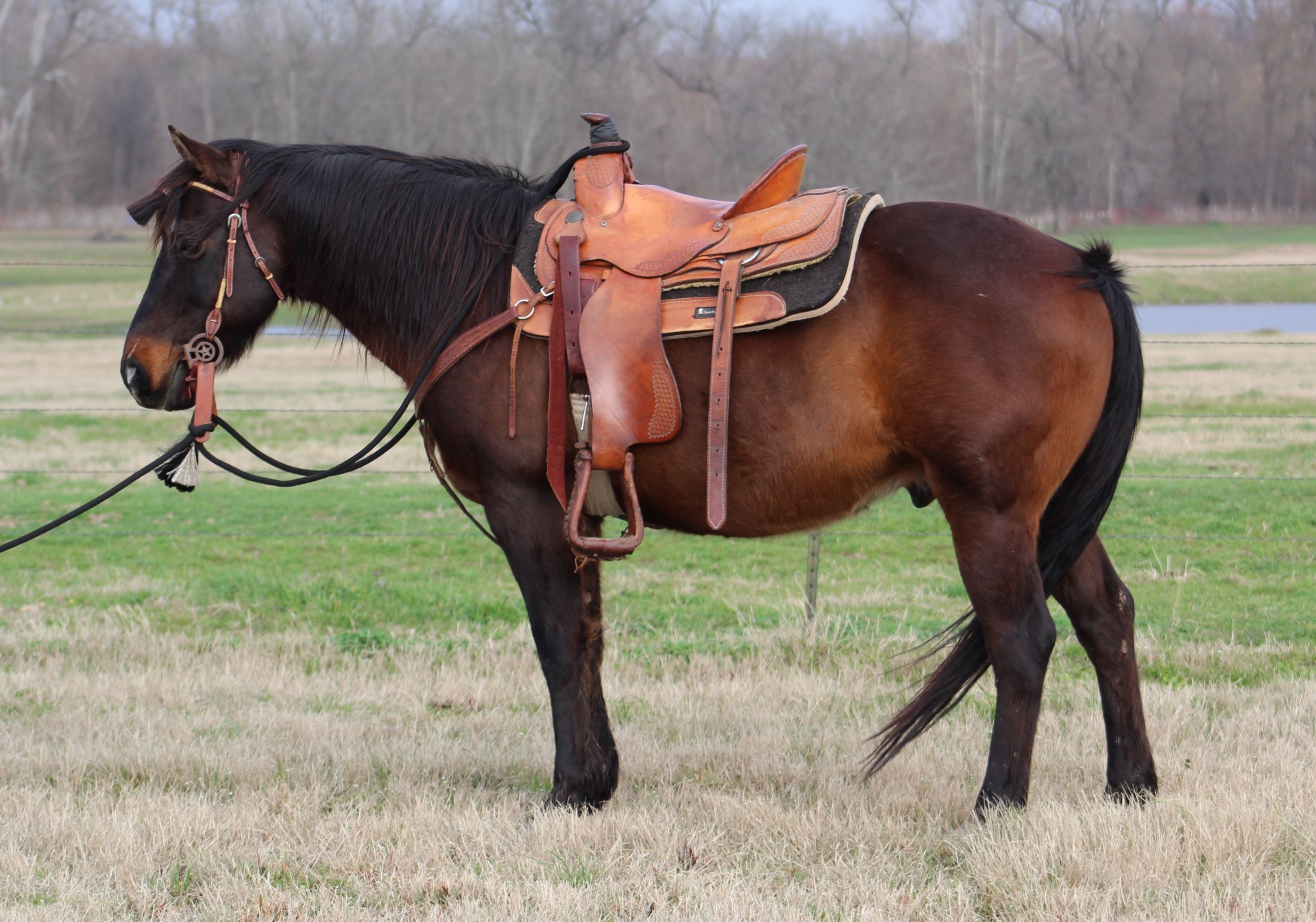 Safe & Broke Gelding For The Whole Family