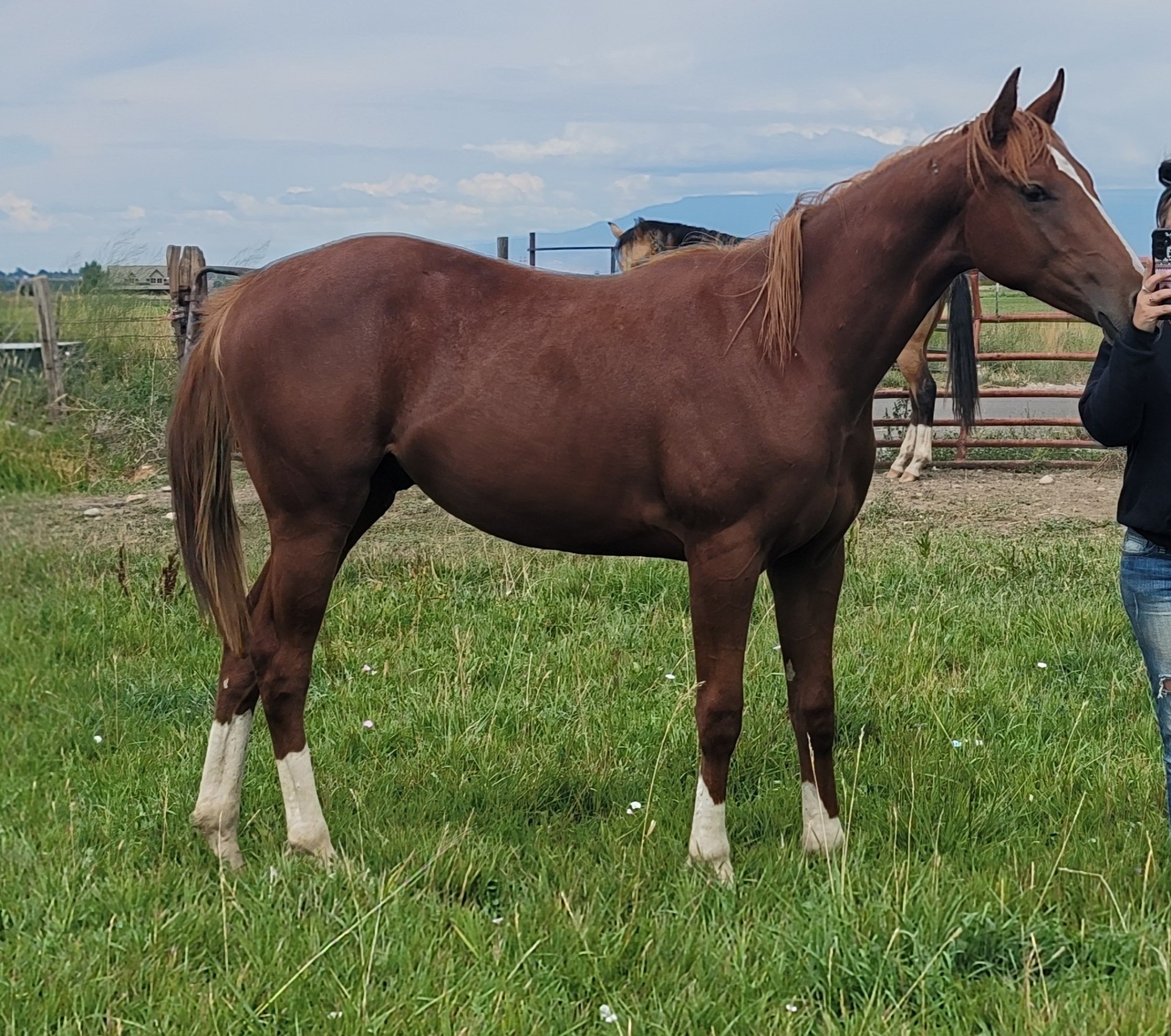 2022 Gelding Frenchmans Guy Brookstone Bay Grandson