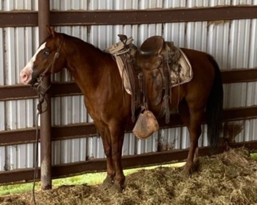 Ranch Horse For Sale