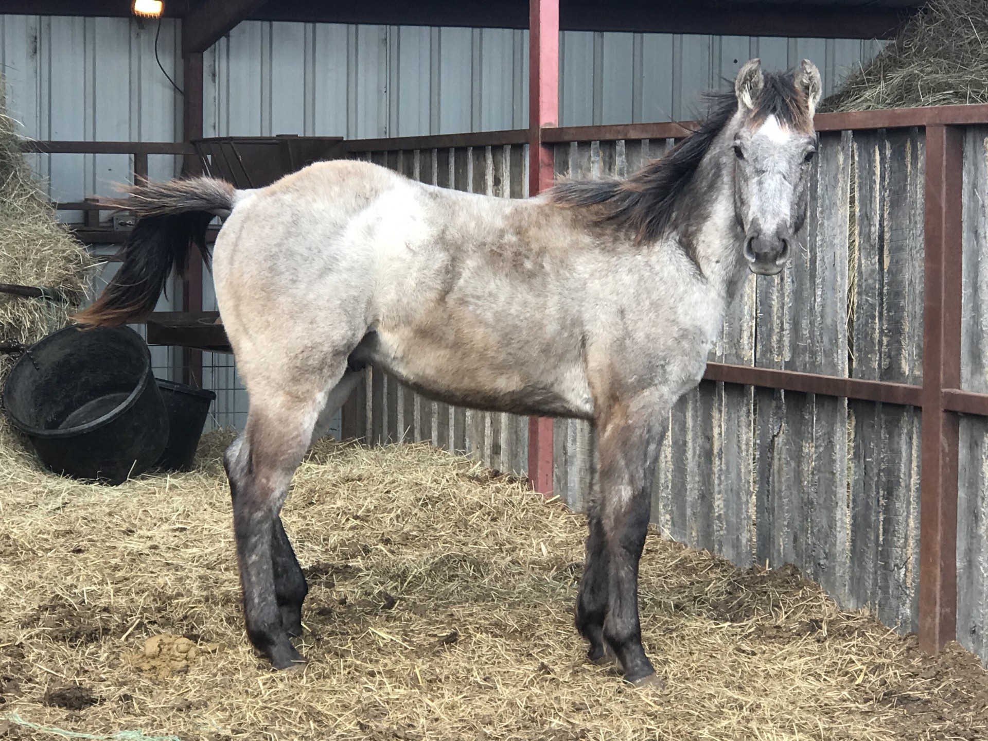 AQHA BLUE ROAN YEARLING STUD COLT