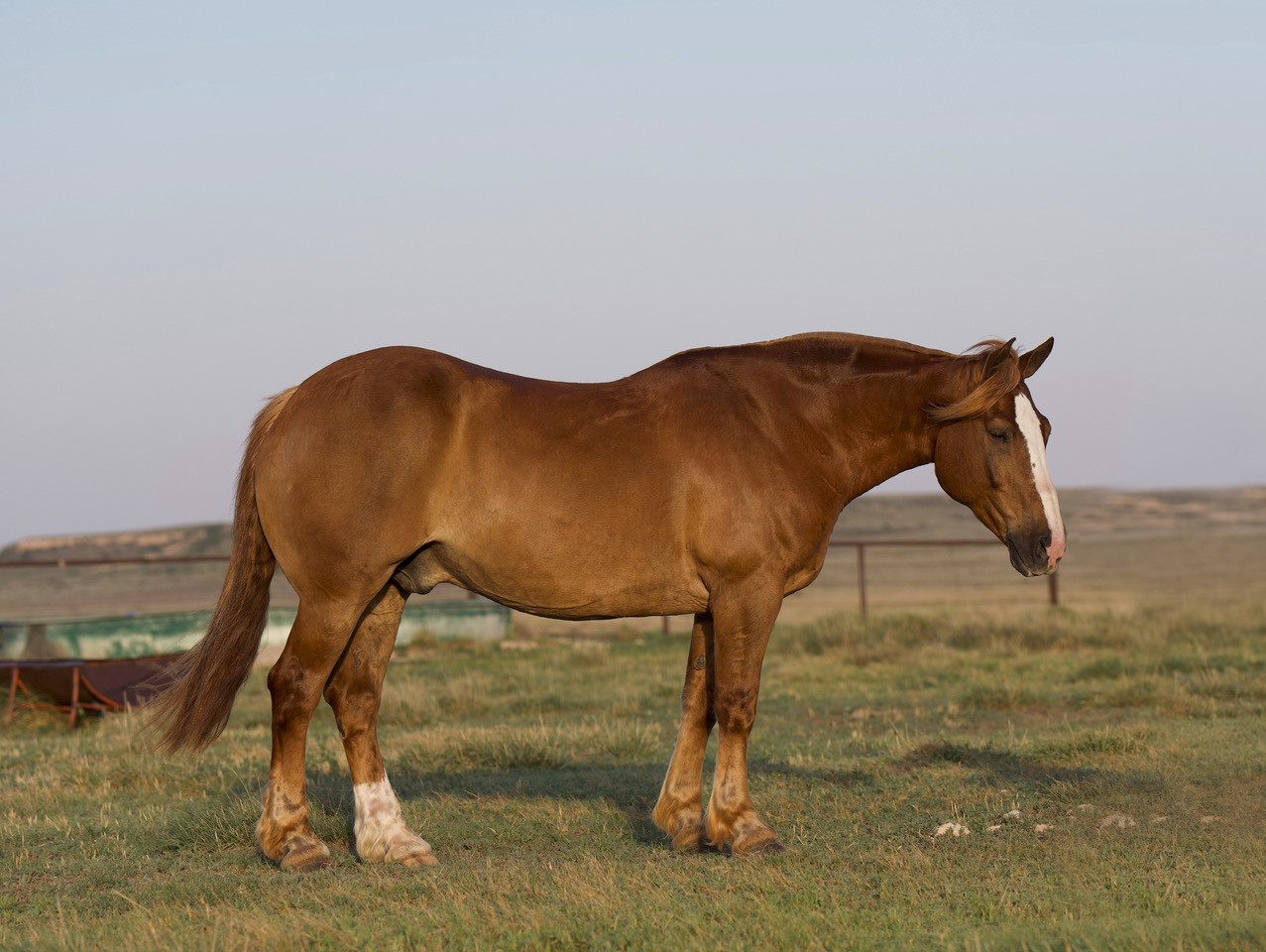 Rowdy - 10 Yr Old 15.2hh Sorrel Belgian/Quarter Cross Gelding - The ...