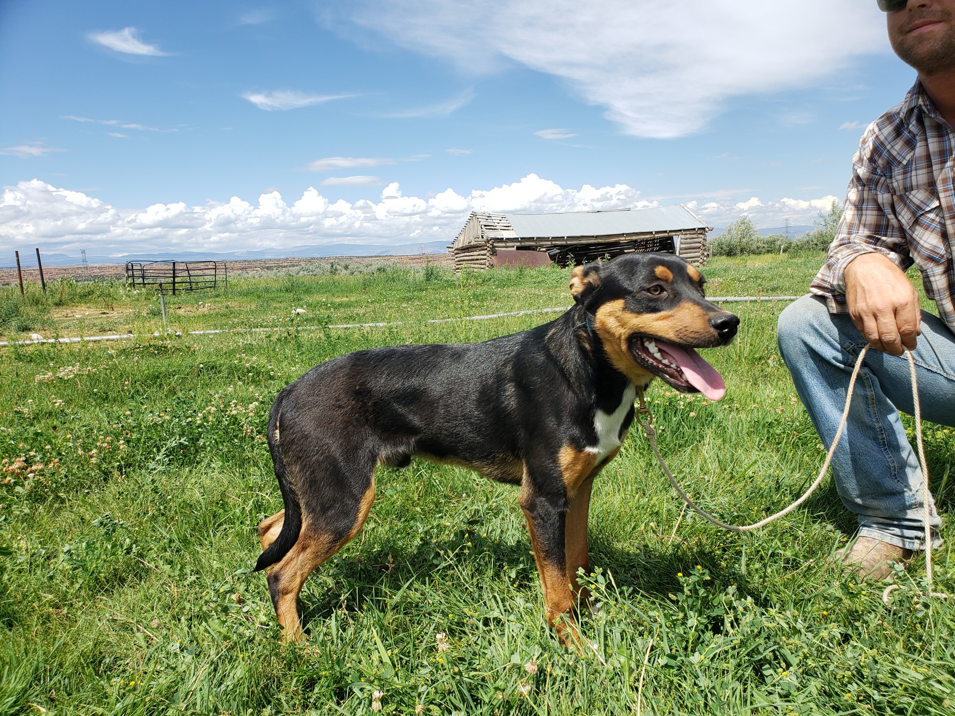 Black and tan 2024 black mouth cur