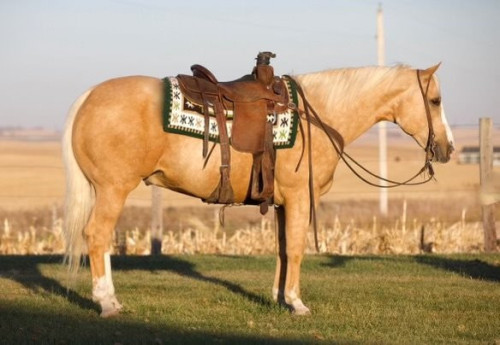 JT REFLECTION DOCBAR – 2018 AQHA Palomino Gelding x Mr Casper Doc Bar x ...