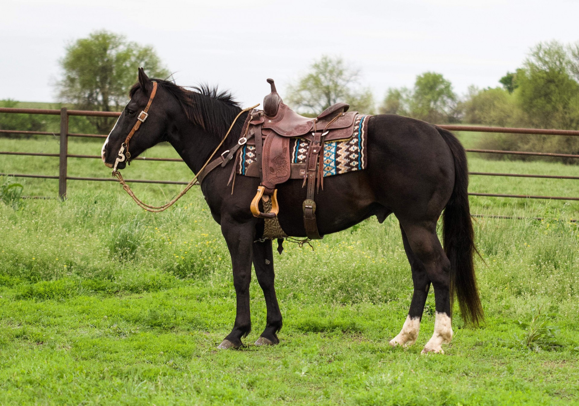 AQHA Black Ranch, Rope, & Family Gelding