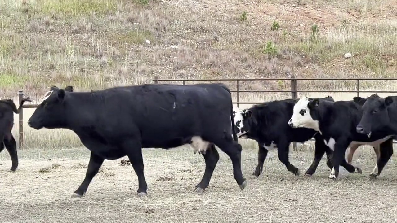 20 - 4 Yr Old’s Black Angus Black Baldy Bred Cows - Wyoming