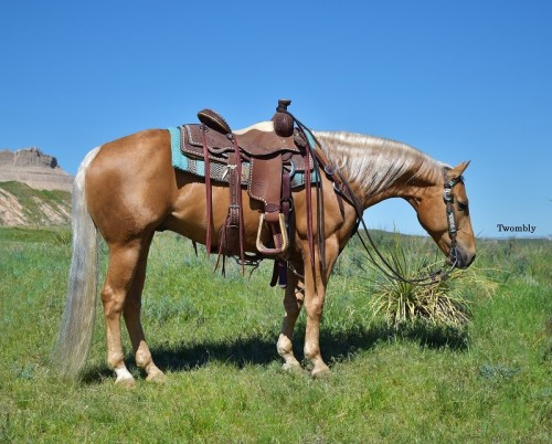 Fancy Palomino Reining Family Ranch Gelding