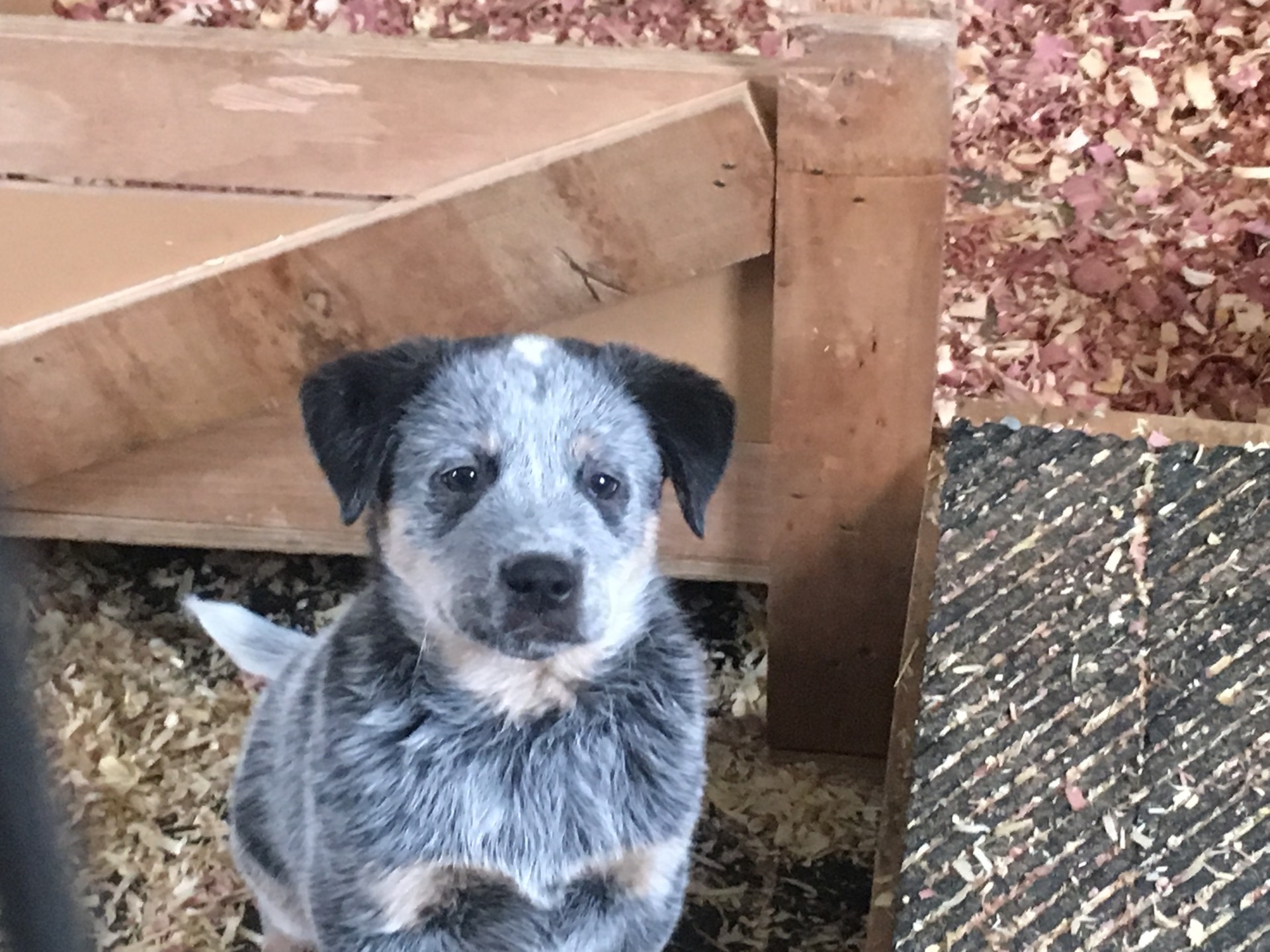 AKC Australian Cattle Dog puppies ( Blue Heelers)