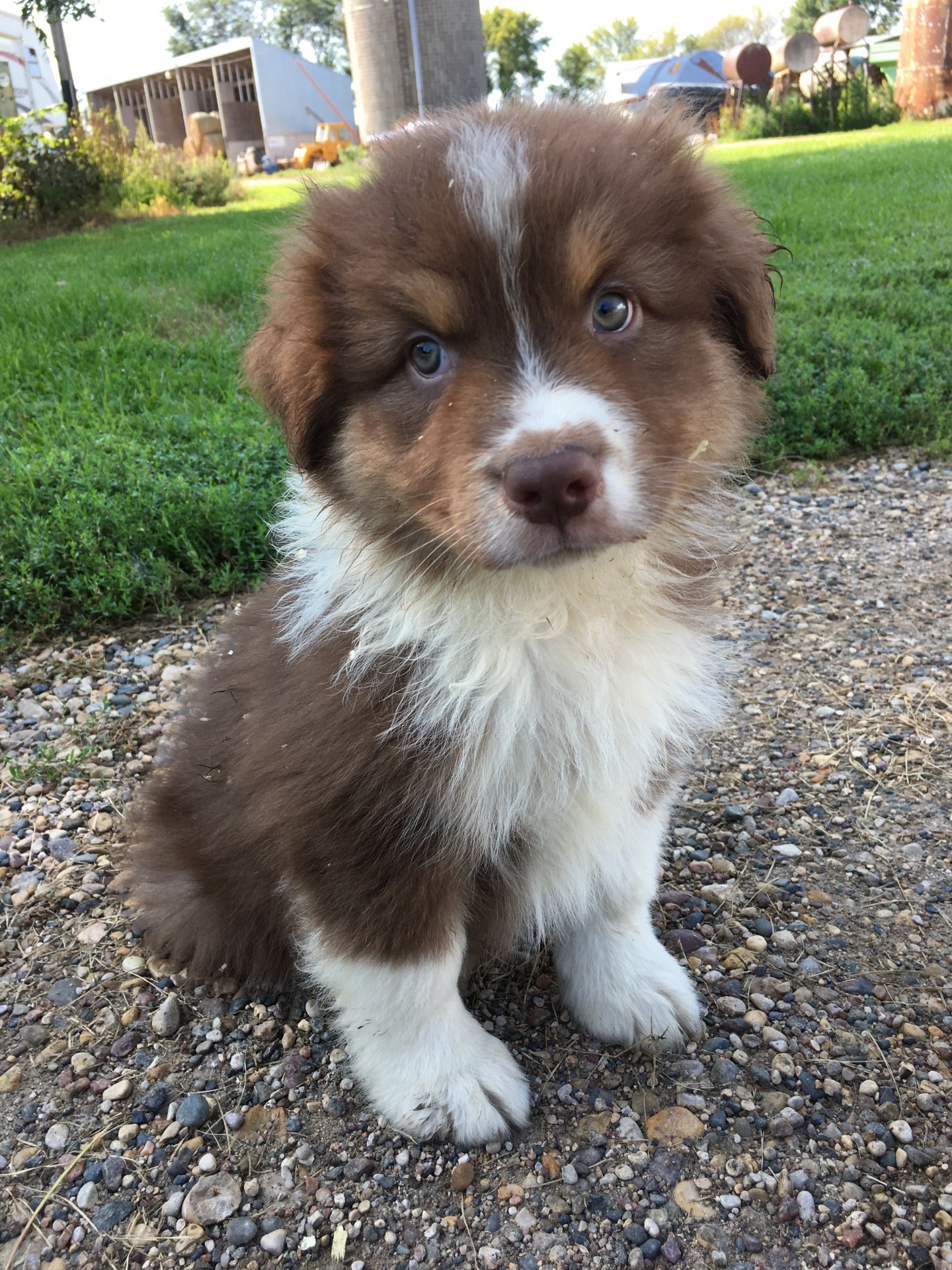 AKC ASCA Australian Shepherd Pups