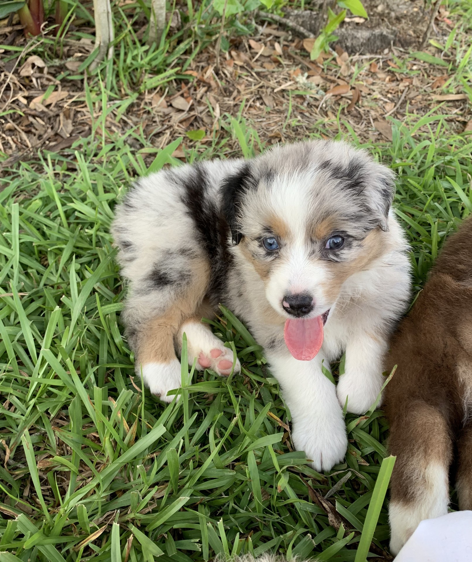 AKC Australian Shepherd Pups