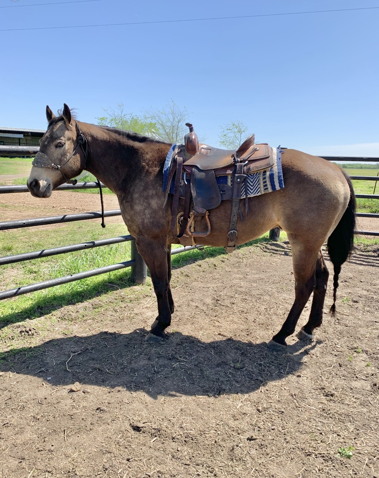 Buckskin Ranch Gelding