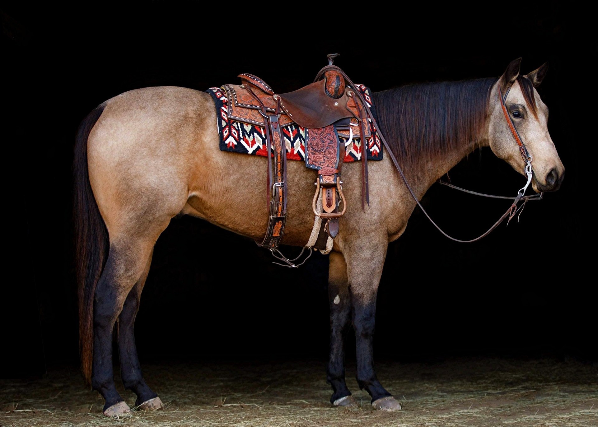 Buckskin Ranch Horse - Reg AQHA - Family Safe