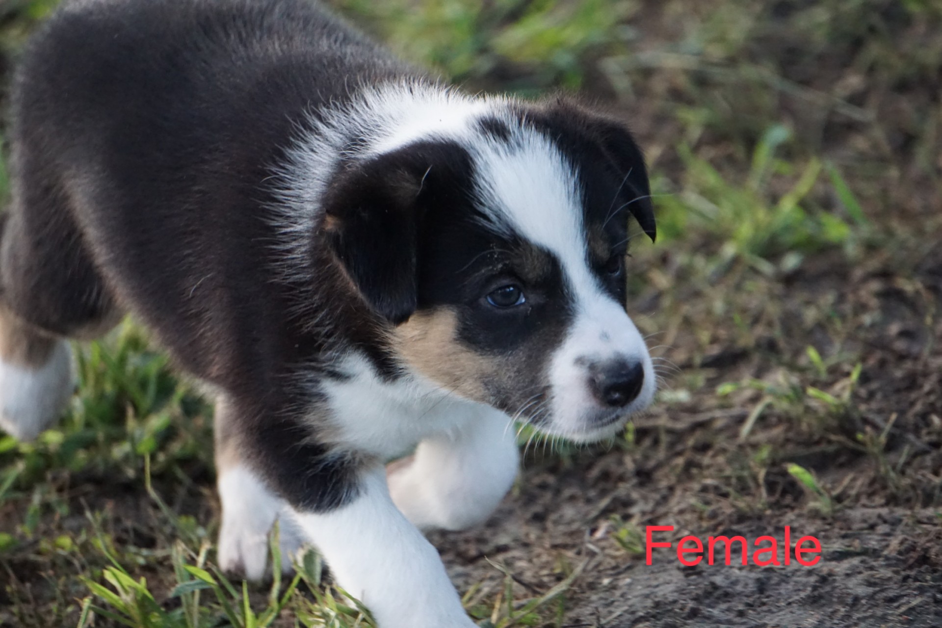 Abca border clearance collie puppies